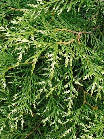 Туя западная Смарагд Вариегата